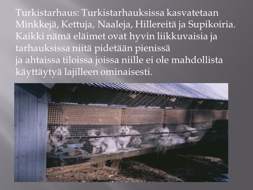 Turkistarhaus: Turkistarhauksissa kasvatetaan Minkkejä, Kettuja, Naaleja, Hillereitä ja Supikoiria.