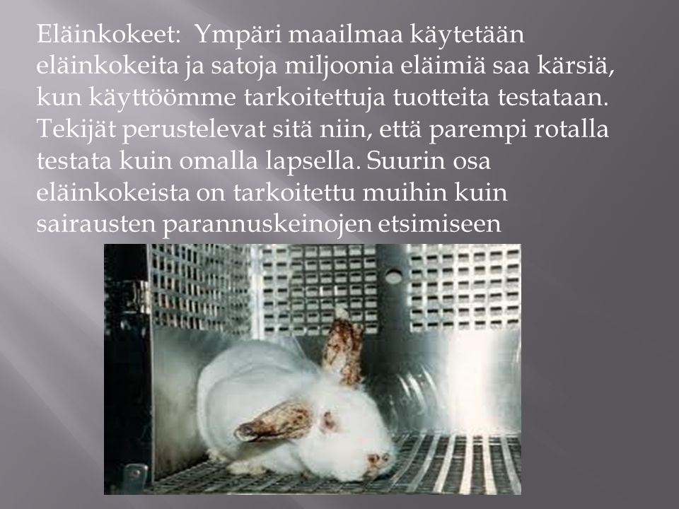 Eläinkokeet: Ympäri maailmaa käytetään eläinkokeita ja satoja miljoonia eläimiä saa kärsiä, kun käyttöömme tarkoitettuja tuotteita testataan.
