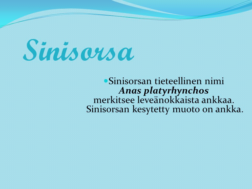 Sinisorsa Sinisorsan tieteellinen nimi Anas platyrhynchos merkitsee leveänokkaista ankkaa.