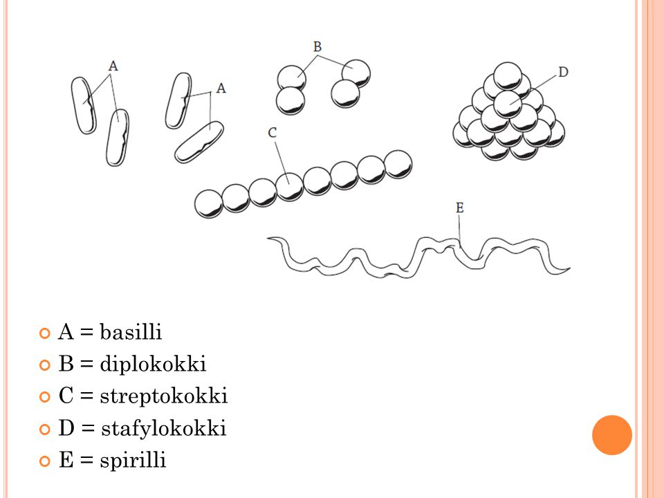 A = basilli B = diplokokki C = streptokokki D = stafylokokki