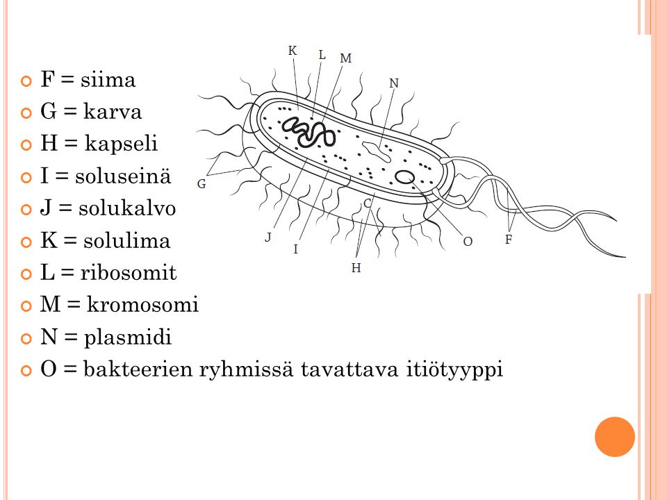 O = bakteerien ryhmissä tavattava itiötyyppi