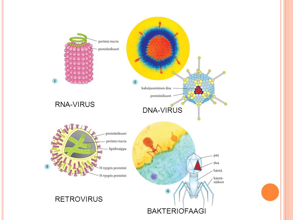 RNA-VIRUS DNA-VIRUS RETROVIRUS BAKTERIOFAAGI