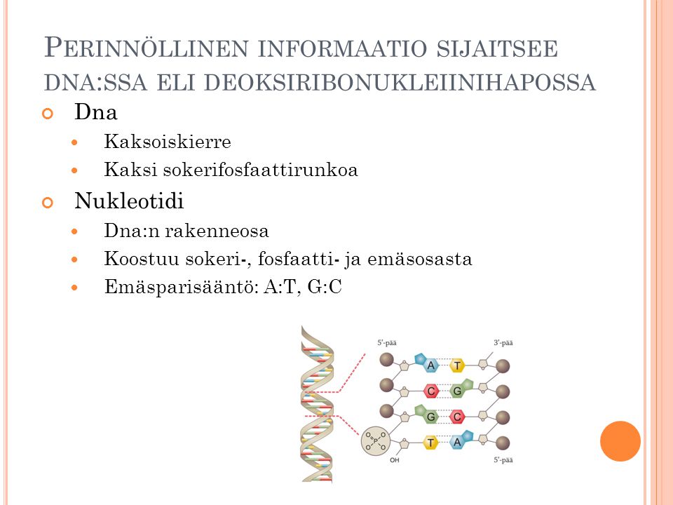 Perinnöllinen informaatio sijaitsee dna:ssa eli deoksiribonukleiinihapossa