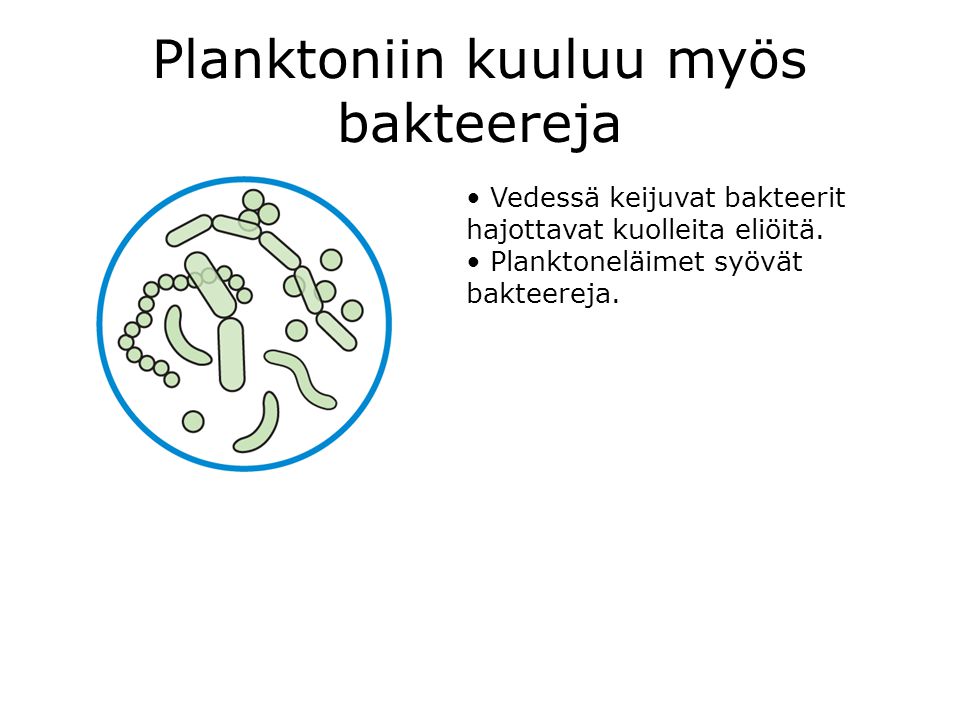 Planktoniin kuuluu myös bakteereja