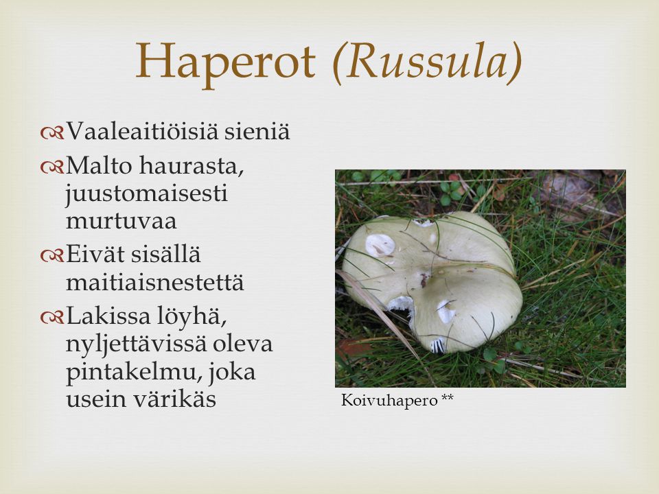 Haperot (Russula) Vaaleaitiöisiä sieniä