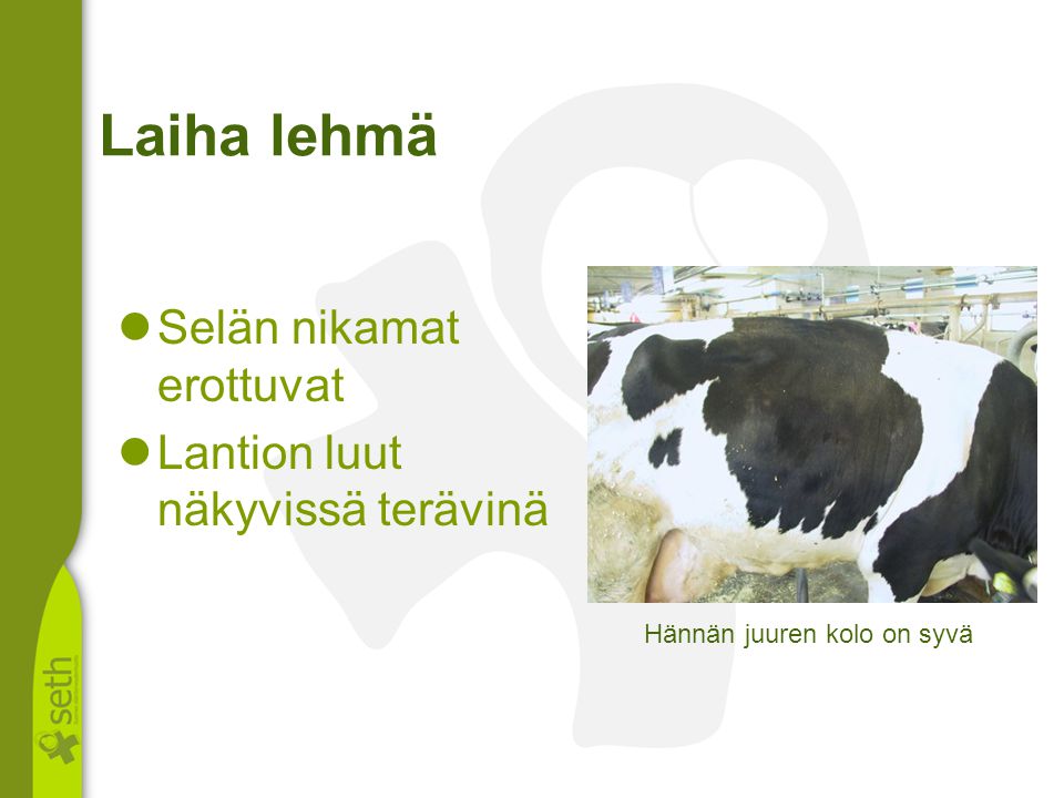 Laiha lehmä Selän nikamat erottuvat Lantion luut näkyvissä terävinä
