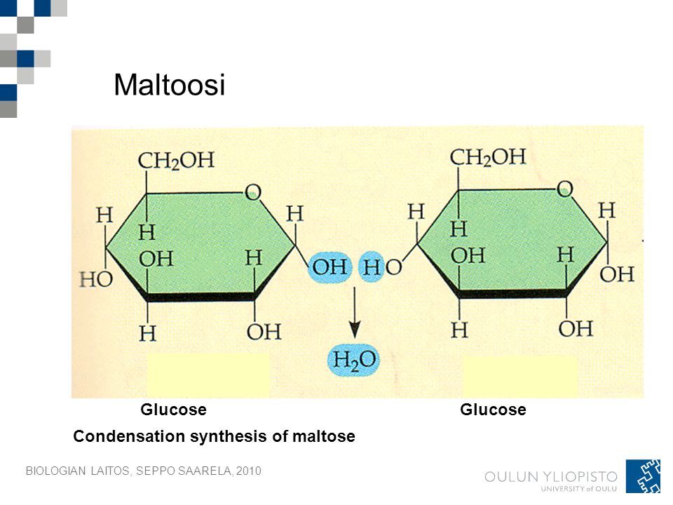 Maltoosi Glucose Glucose Condensation synthesis of maltose