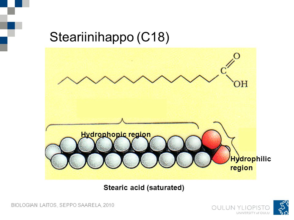 Steariinihappo (C18) Hydrophopic region Hydrophilic region