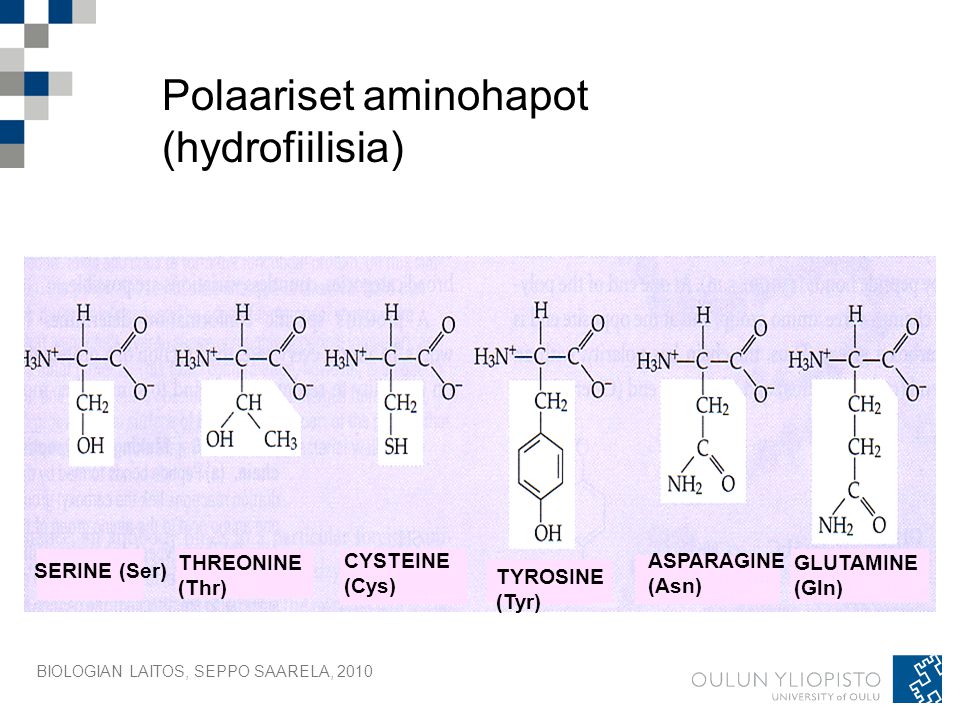Polaariset aminohapot (hydrofiilisia)