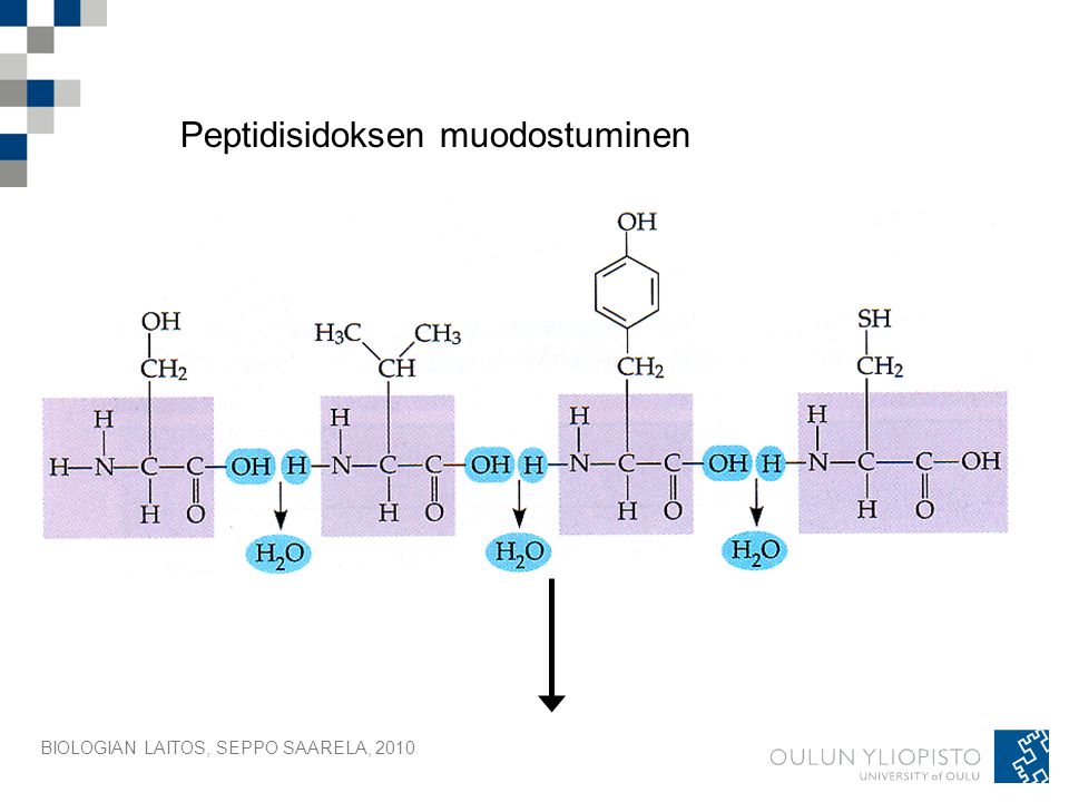 Peptidisidoksen muodostuminen