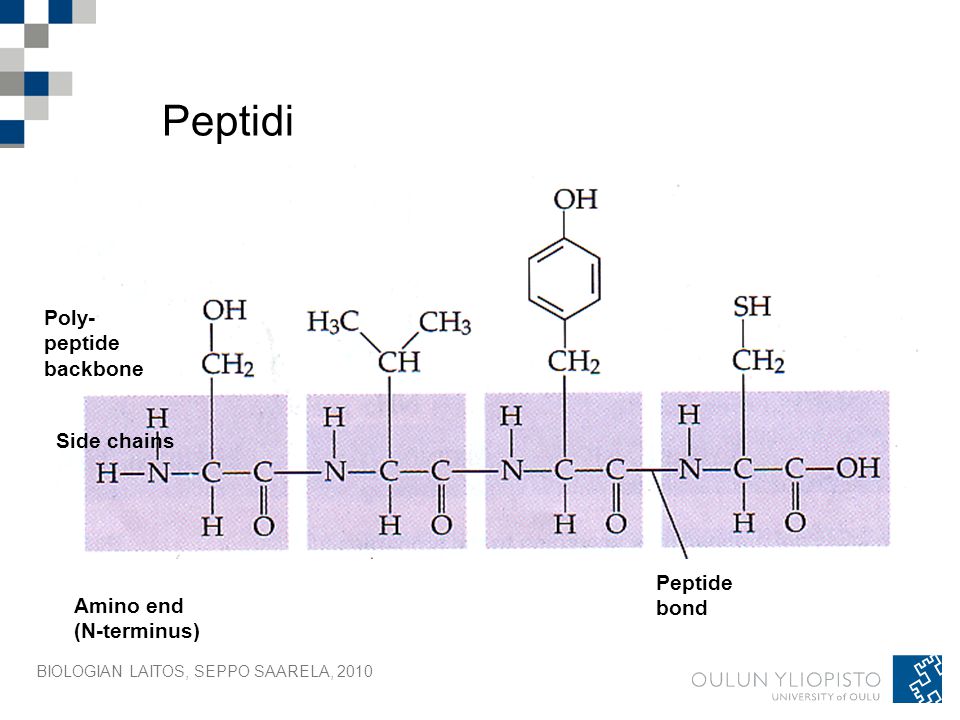 Peptidi Poly- peptide backbone Side chains Peptide bond Amino end
