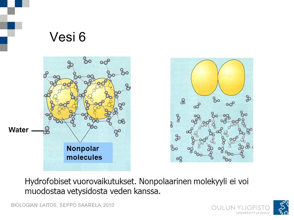 Vesi 6 Water. Nonpolar. molecules. Hydrofobiset vuorovaikutukset. Nonpolaarinen molekyyli ei voi muodostaa vetysidosta veden kanssa.
