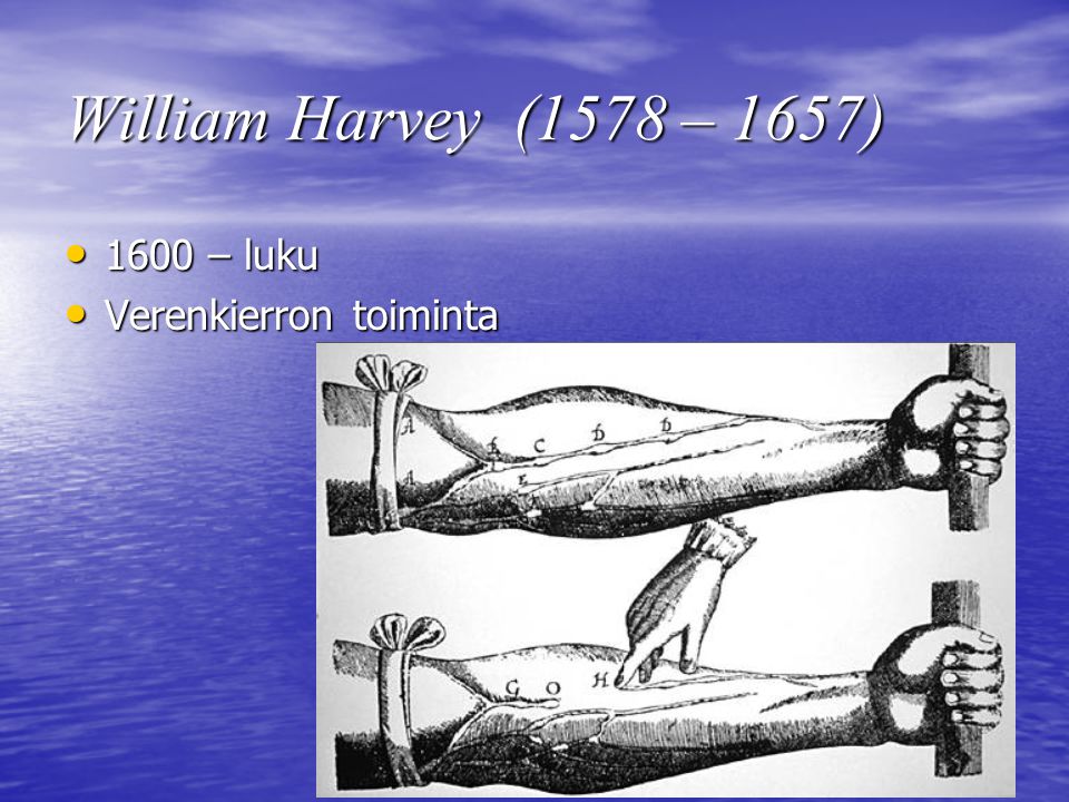 William Harvey (1578 – 1657) 1600 – luku Verenkierron toiminta