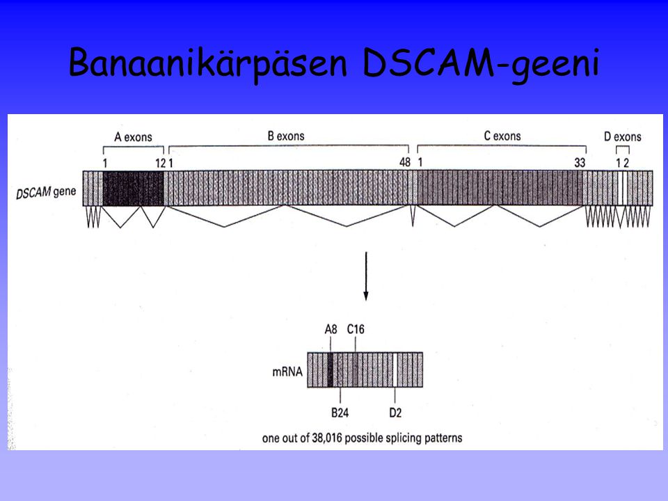 Banaanikärpäsen DSCAM-geeni