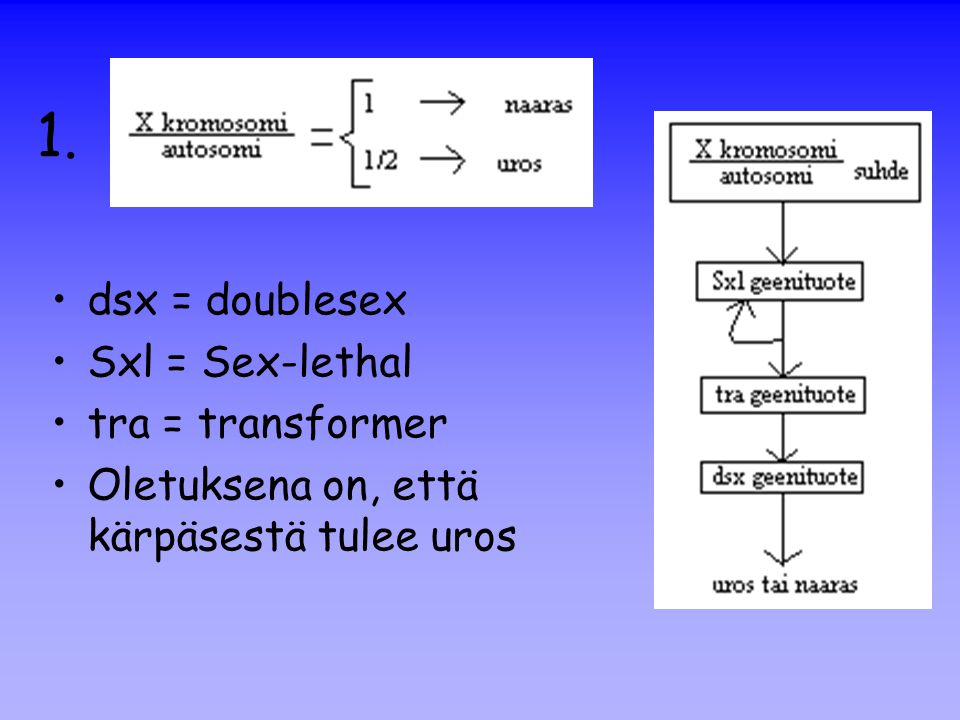 1. dsx = doublesex Sxl = Sex-lethal tra = transformer