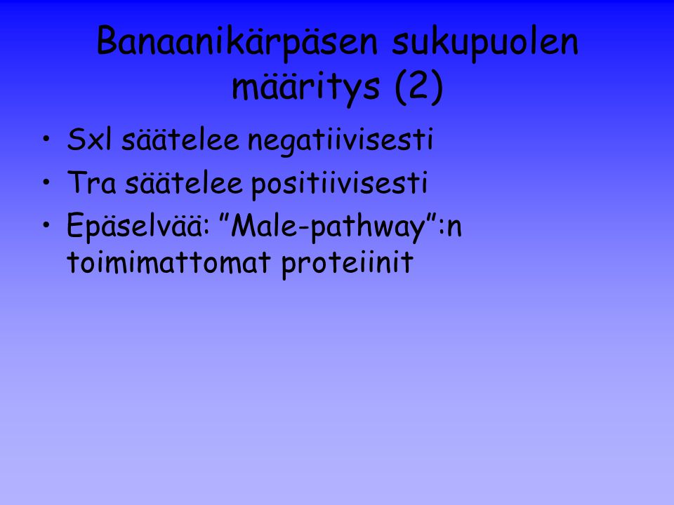 Banaanikärpäsen sukupuolen määritys (2)