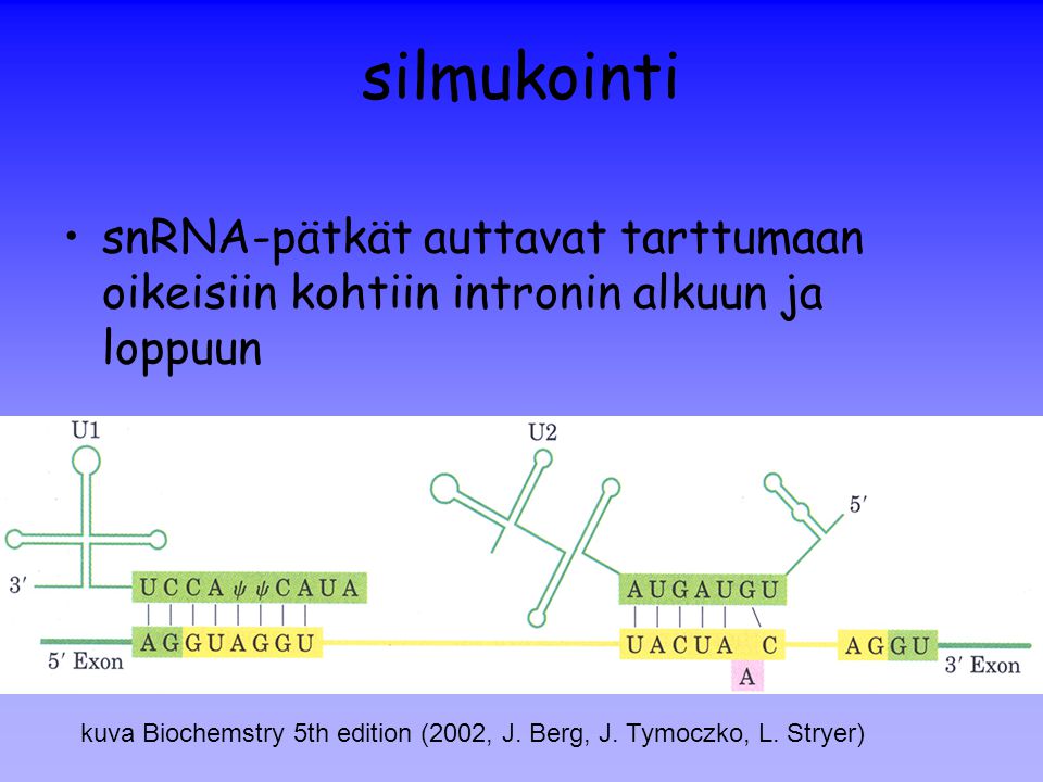 silmukointi snRNA-pätkät auttavat tarttumaan oikeisiin kohtiin intronin alkuun ja loppuun. A:lla merkitty kohta on haarautusmiskohta.