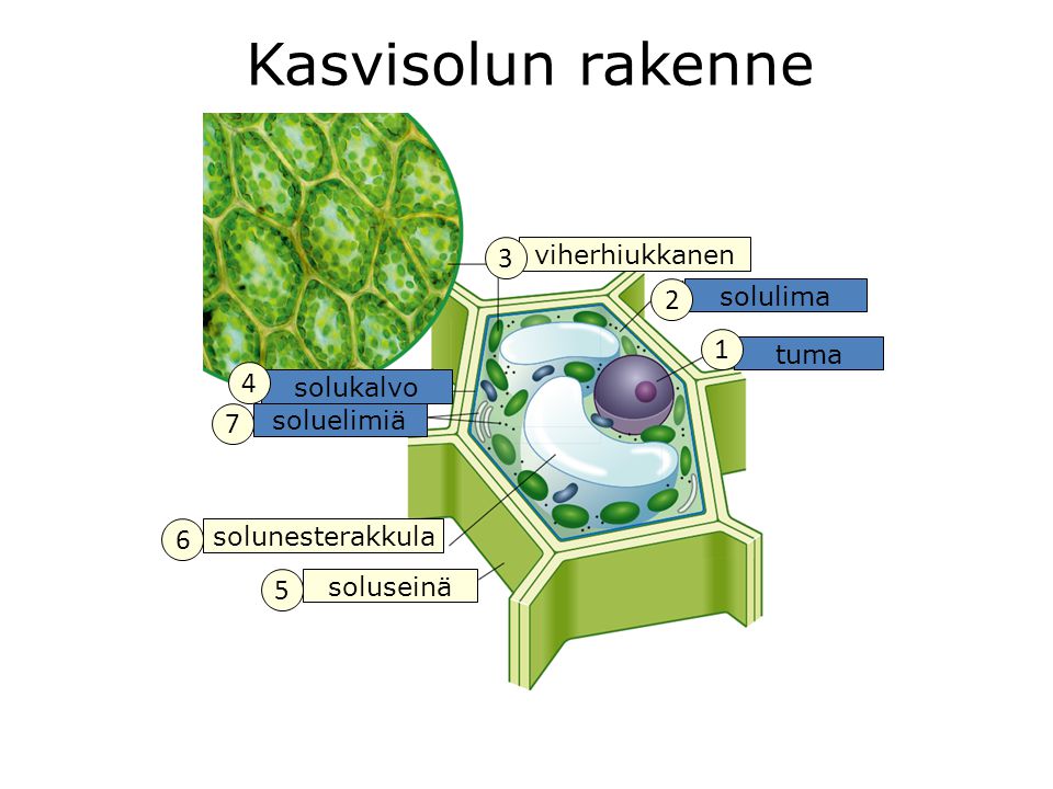 Kasvisolun rakenne viherhiukkanen solulima tuma