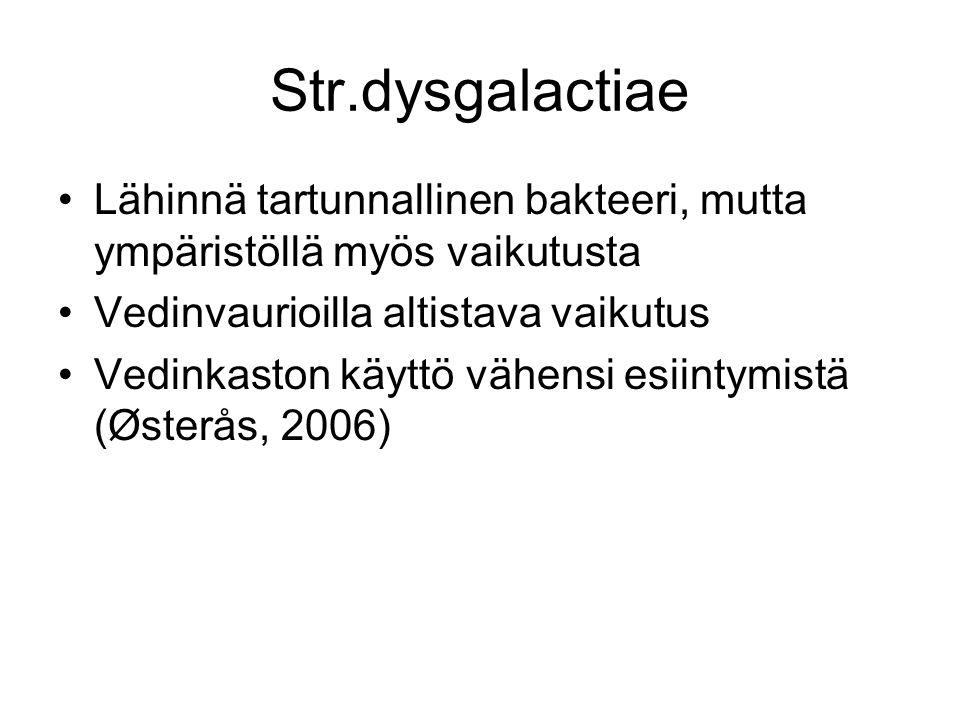 Str.dysgalactiae Lähinnä tartunnallinen bakteeri, mutta ympäristöllä myös vaikutusta. Vedinvaurioilla altistava vaikutus.
