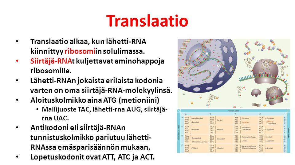 Translaatio Translaatio alkaa, kun lähetti-RNA kiinnittyy ribosomiin solulimassa. Siirtäjä-RNAt kuljettavat aminohappoja ribosomille.