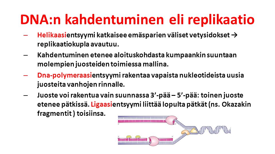 DNA:n kahdentuminen eli replikaatio