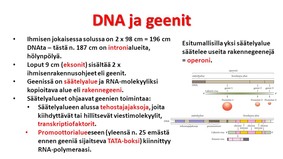 DNA ja geenit Ihmisen jokaisessa solussa on 2 x 98 cm = 196 cm DNAta – tästä n. 187 cm on intronialueita, hölynpölyä.