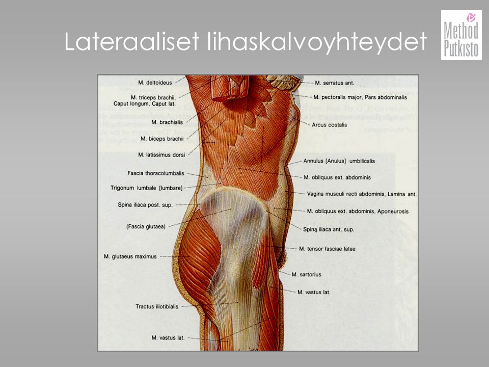 Lateraaliset lihaskalvoyhteydet