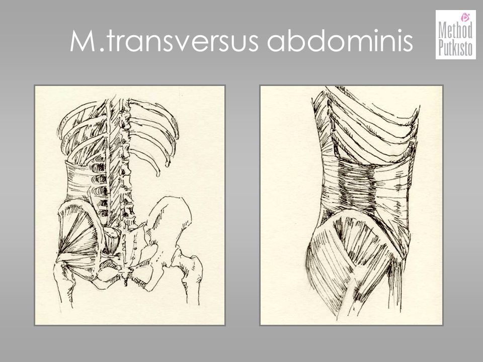 M.transversus abdominis