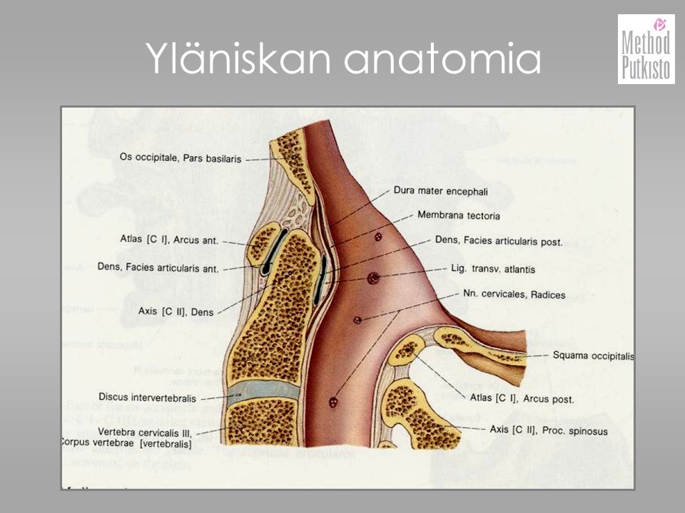 Yläniskan anatomia
