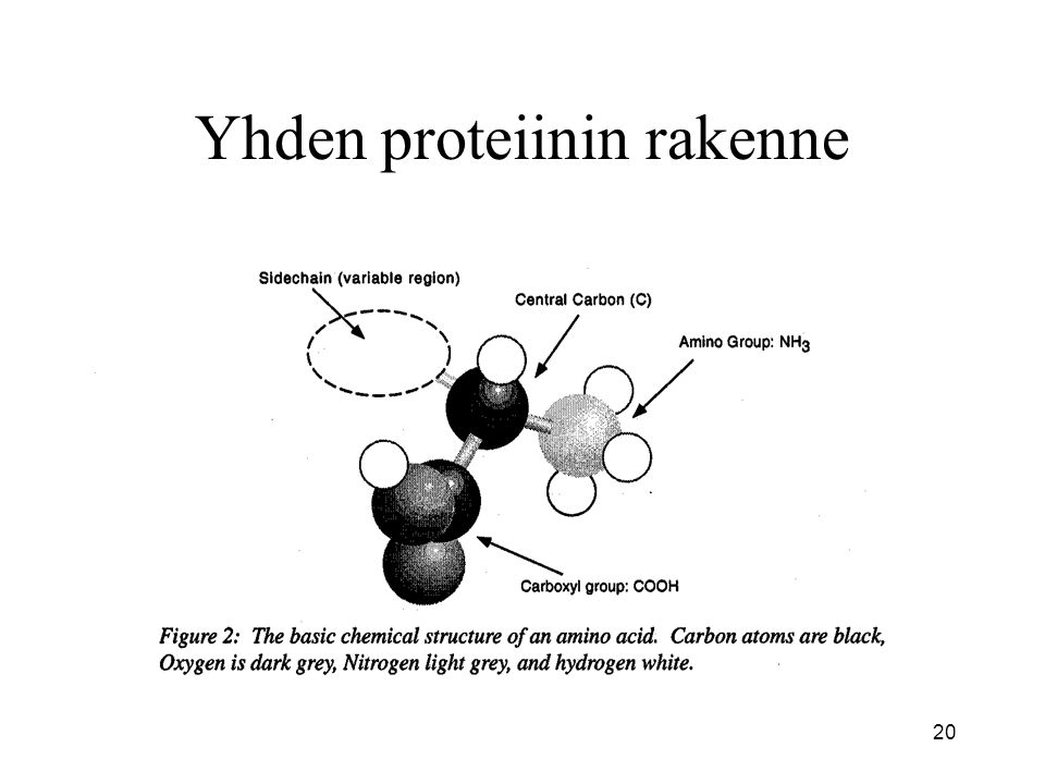 Yhden proteiinin rakenne