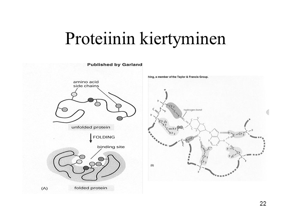 Proteiinin kiertyminen