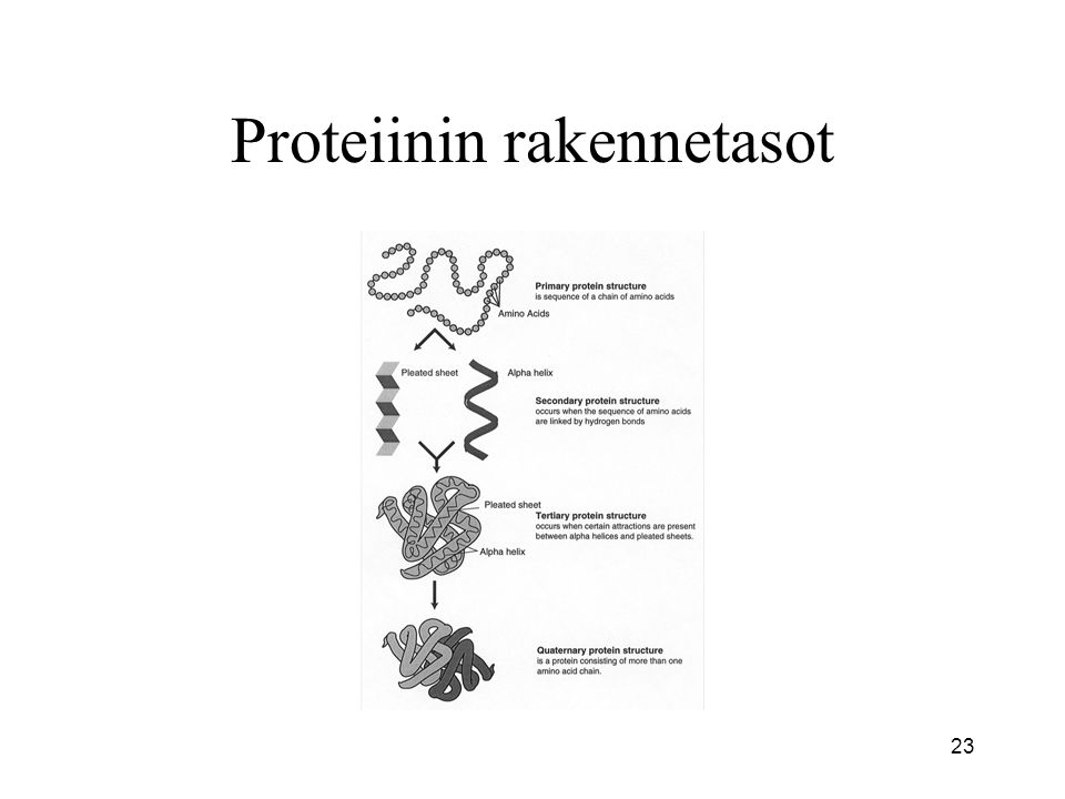 Proteiinin rakennetasot