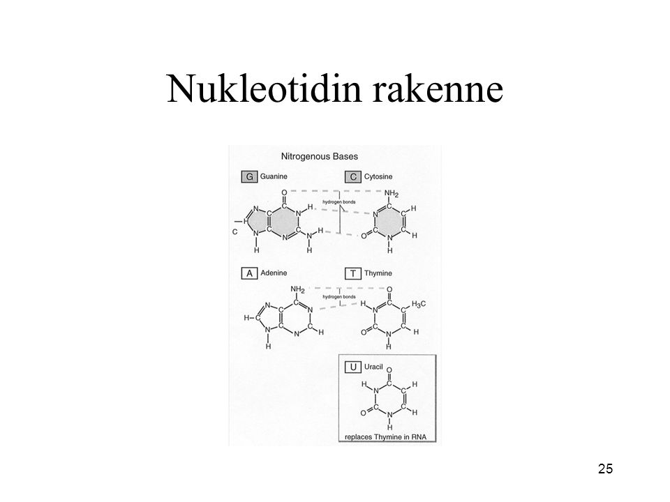Nukleotidin rakenne