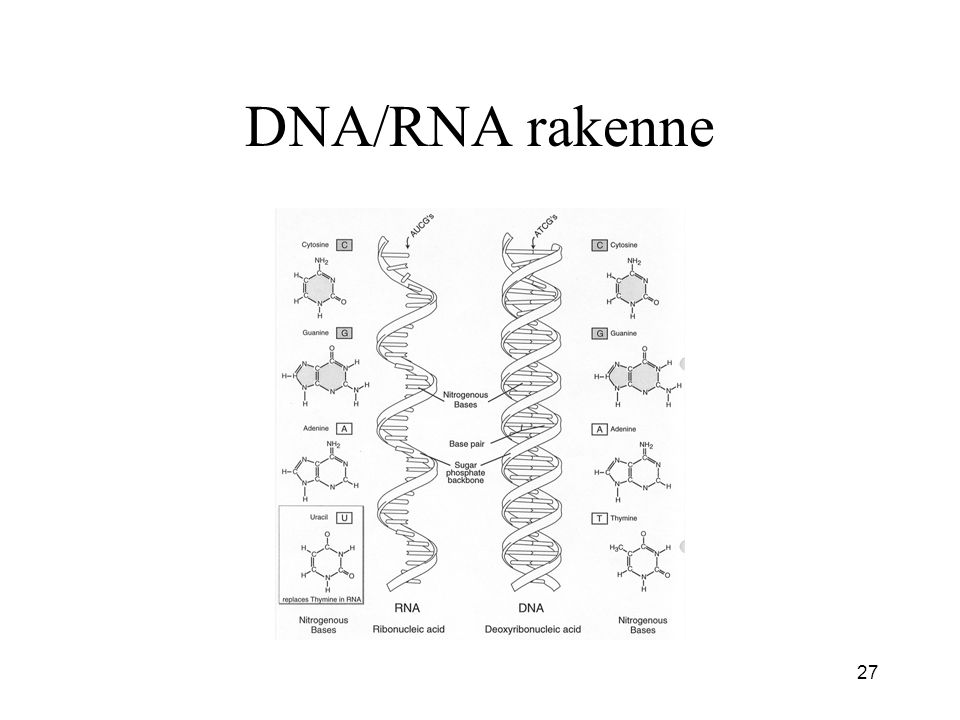 DNA/RNA rakenne