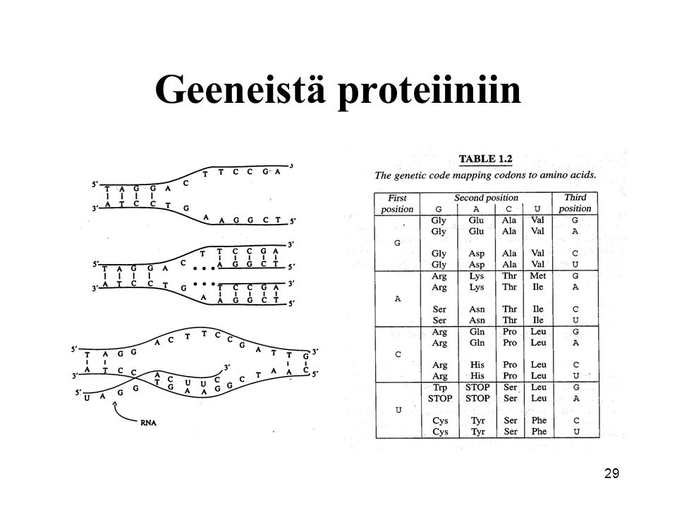 Geeneistä proteiiniin