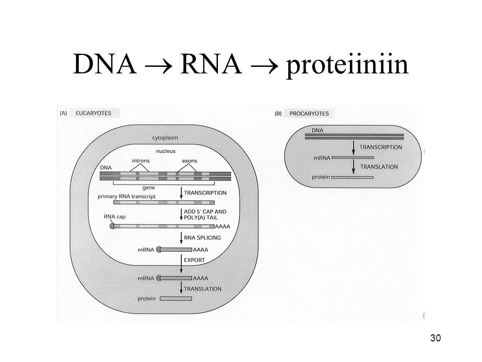 DNA  RNA  proteiiniin