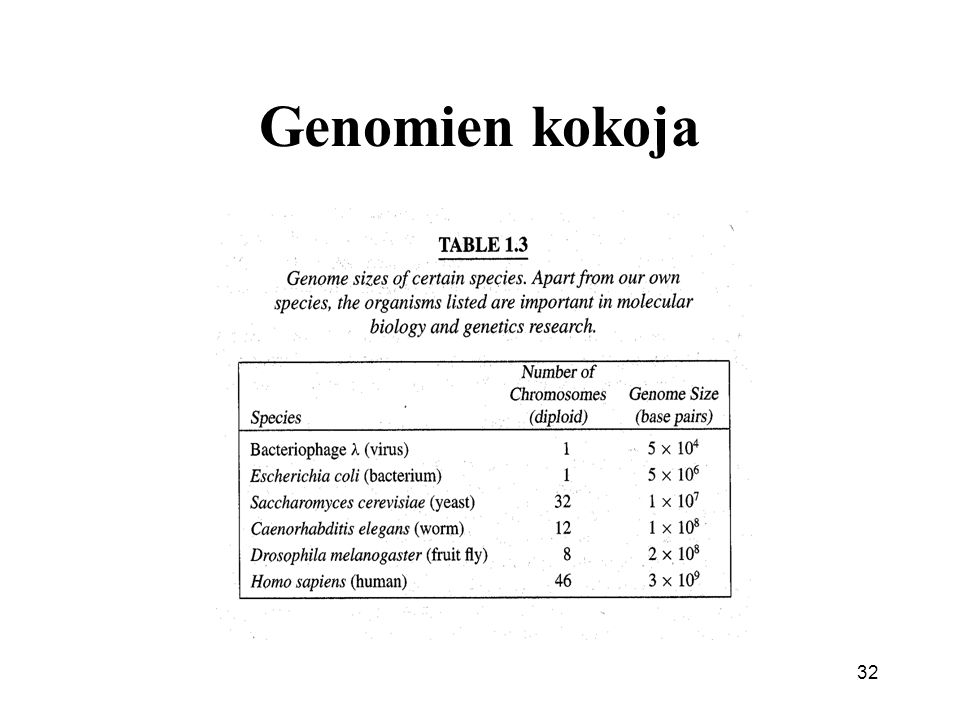 Genomien kokoja