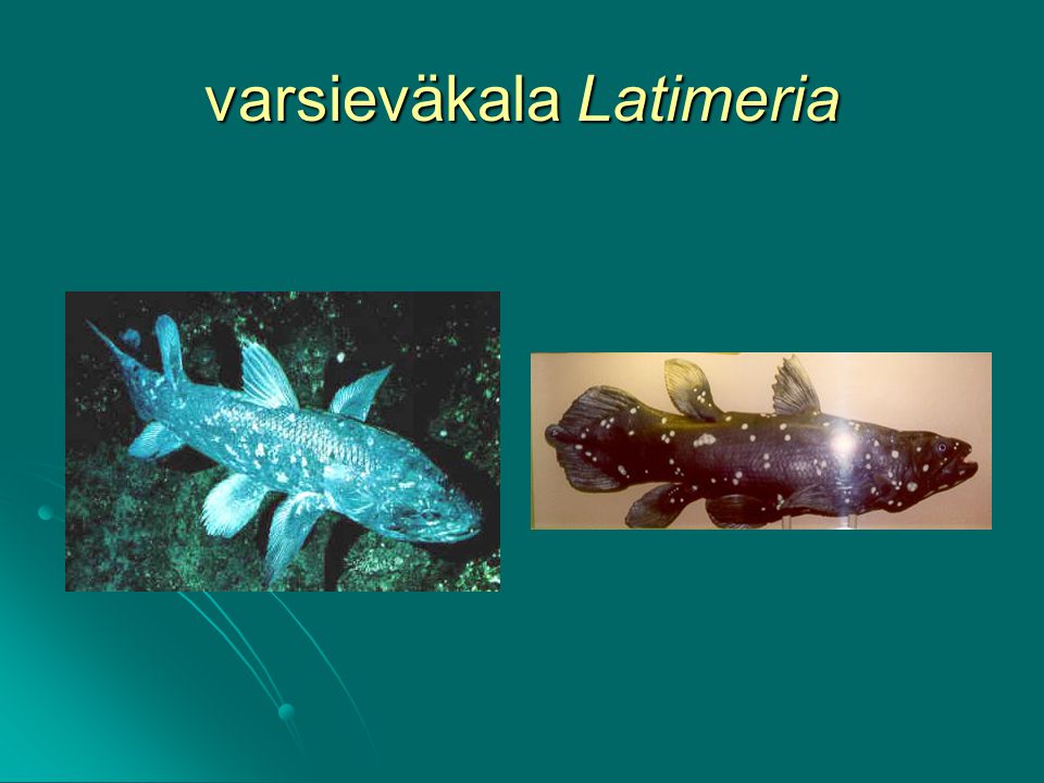 varsieväkala Latimeria
