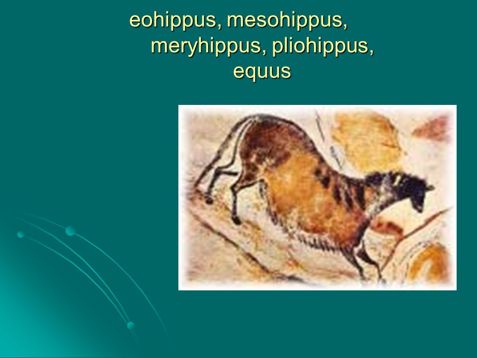 eohippus, mesohippus, meryhippus, pliohippus, equus