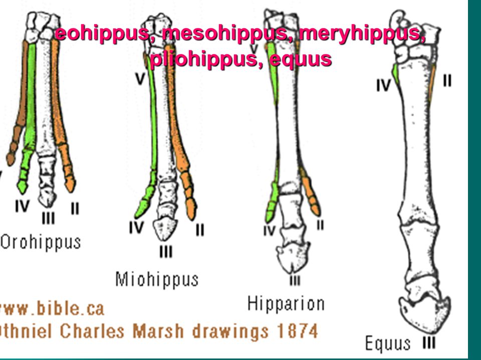 eohippus, mesohippus, meryhippus, pliohippus, equus