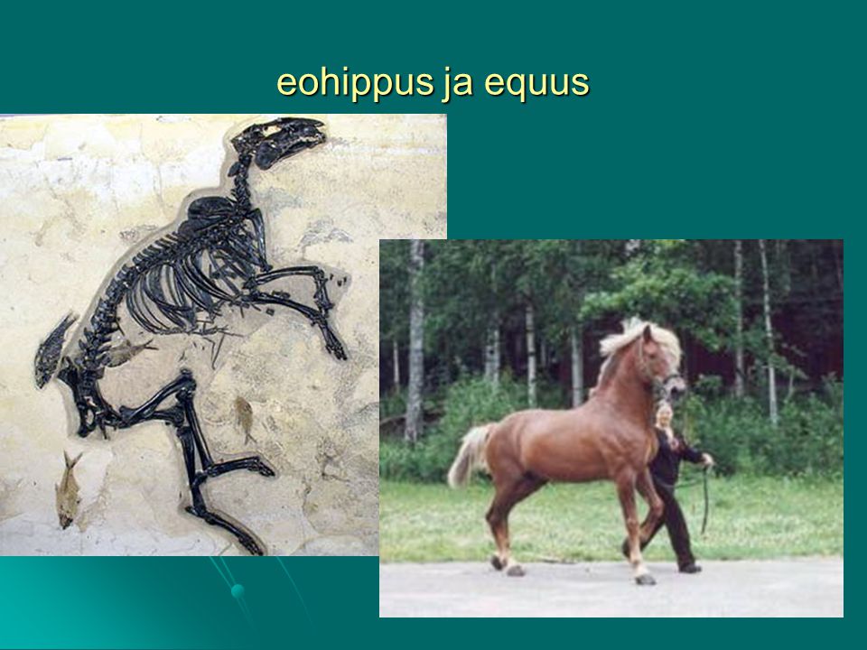 eohippus ja equus