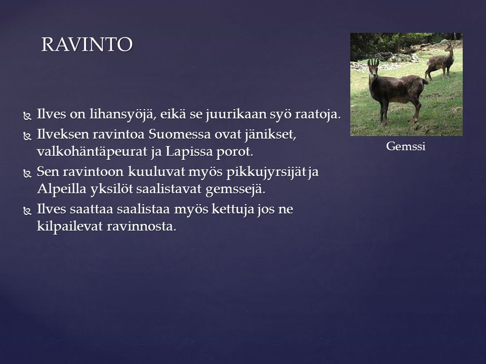RAVINTO Ilves on lihansyöjä, eikä se juurikaan syö raatoja.