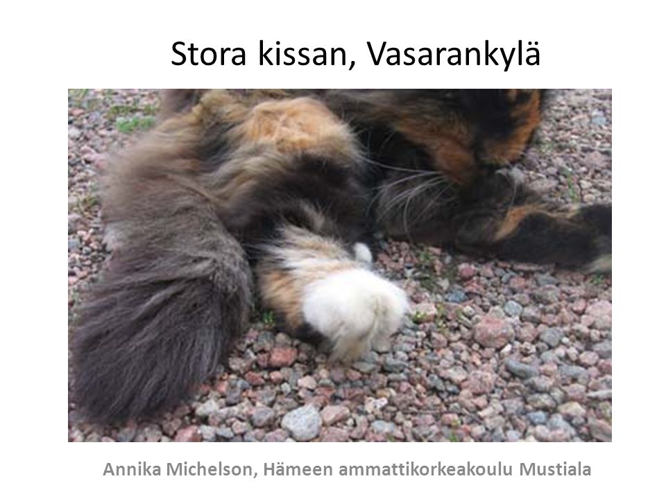 Stora kissan, Vasarankylä