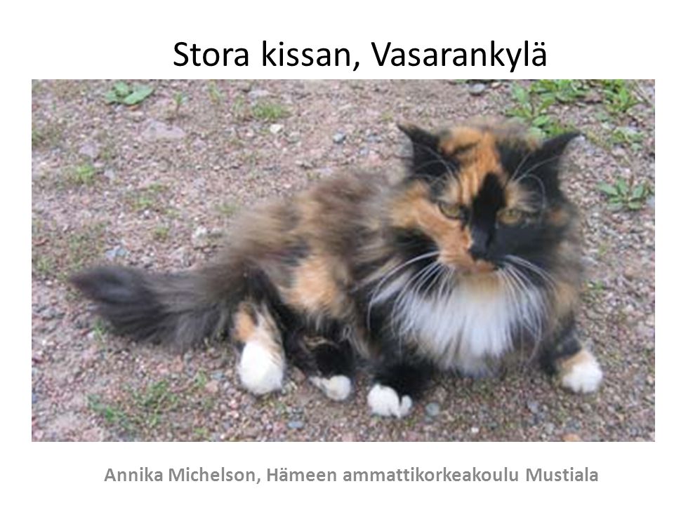 Stora kissan, Vasarankylä