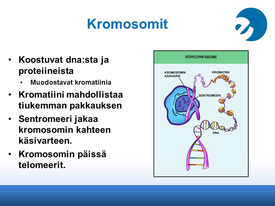 Kromosomit Koostuvat dna:sta ja proteiineista